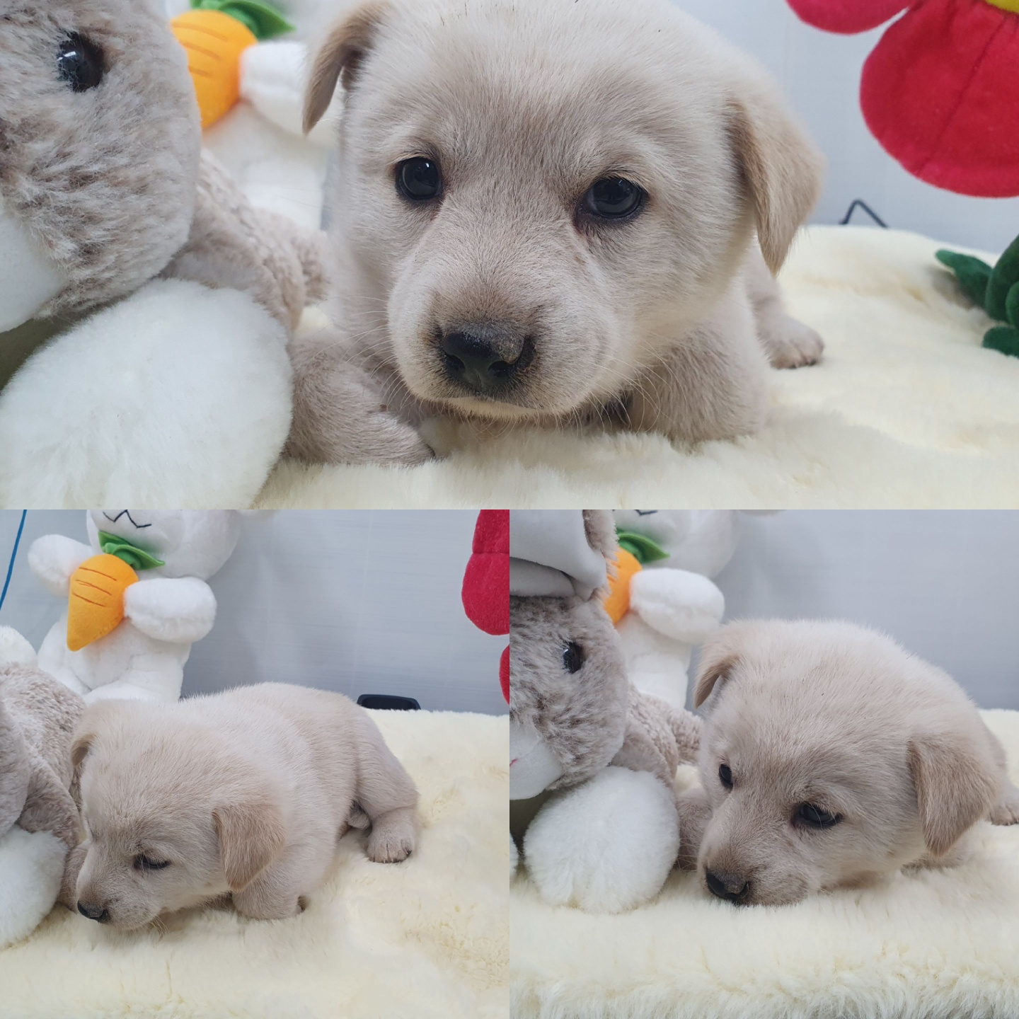 경주동물사랑보호센터_447505202400387